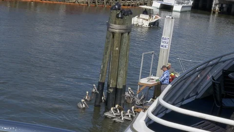 Chef preparing fish by the river. Stock Footage 99243498
