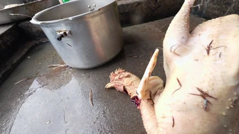 Chef preparing freshly killed hen for cooking Stock Footage 311133568