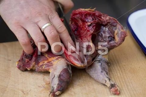 A Chef Preparing A Game Bird For Cooking, Spatchcocking The Bird.