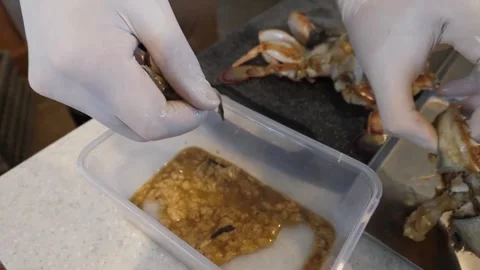 Chef Preparing Gourmet Seafood Pizza with Fresh Orange Crab Roe and Meat Stock Footage 337677339