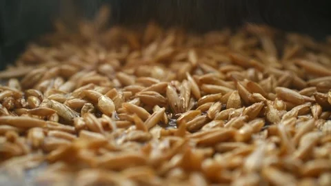 Chef preparing oat seeds for sprouting at home Stock Footage 296550793