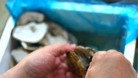 A chef is prying open the shells of oysters, opening the oysters Stock Footage 153010523