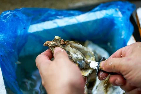 A chef is prying open the shells of oysters, opening the oysters Foto stock