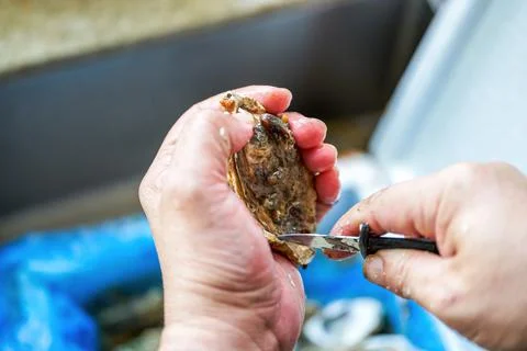 A chef is prying open the shells of oysters, opening the oysters Stock-Fotos