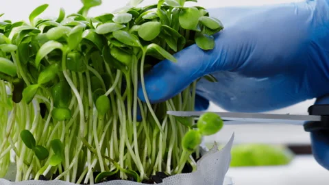 Chef removing fresh useful plants with scissors at kitchen Stock Footage 276366420