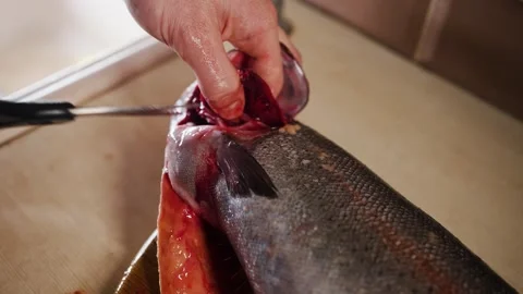 Chef removing gills from fresh salmon with kitchen scissors Stock Footage 303598513