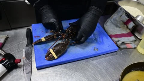 Chef in a restaurant kitchen preparing a large fresh lobster for cooking Stock-Footage 330991967