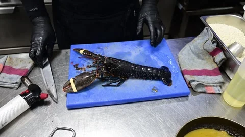 Chef in a restaurant kitchen preparing a large fresh lobster for cooking Stock Footage 330991976