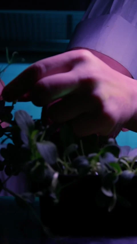 Chef Selecting The Plant For His Dish Using Scissors Stock Footage 270368604