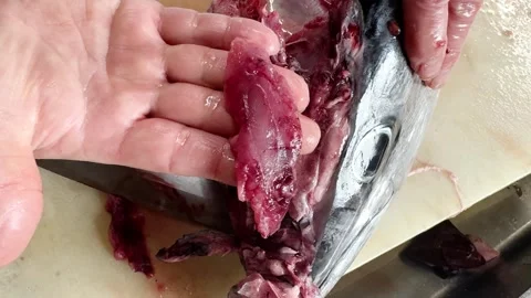 Chef starting to scoop out the meat from a fresh bluefin tuna head, close up Stock Footage 339312871