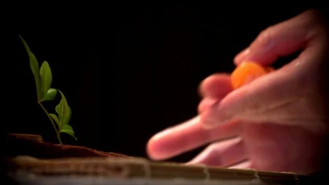 Chef sushi plating 60p Stock Footage 103798987