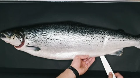 Chef takes out bones from the salmon fillet, cutting fish on slices for cooking Stock Footage 99226433