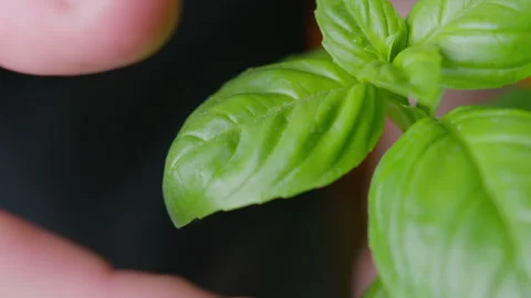 The chef is tearing off a leaf of lettuce. Macro shooting. Slow motion Stock Footage 131321801