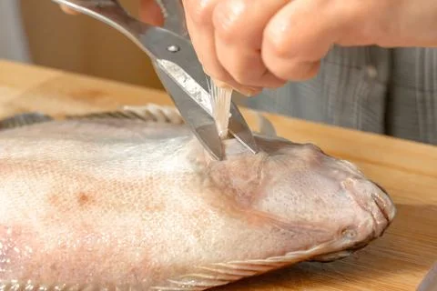 Chef uses scissors to cut out a fin from a fresh flounder Foto stock