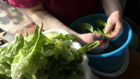 The chef washes fresh herbs in water Stock Footage 166706080