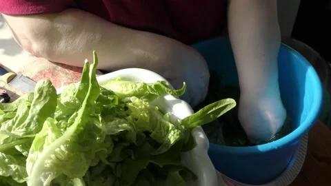 The chef washes fresh herbs in water Stock Footage 166706445