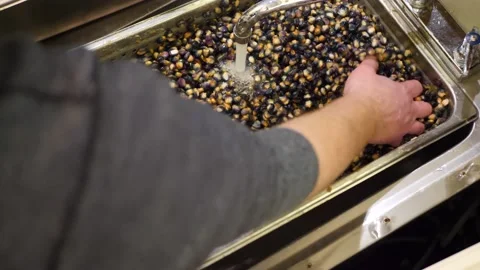 Chef washing blue corn in a restaurant's kitchen Stock Footage 203897571