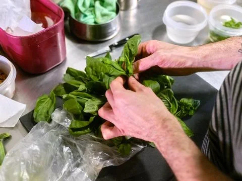 Chef working with a basil leaf in a restaurant kitchen Stock Photos