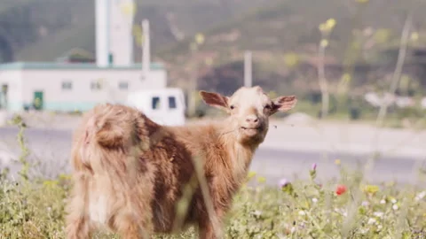 Chefchaouen region view with goat Video stock 240324375