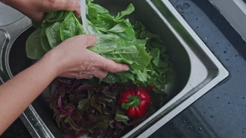 Chefs Hand Clean Salad Vegetables in water Before Preparing Wash Green Leaves Stock Footage 273131184
