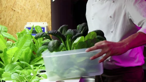 Chef's Hands ends up picking fresh vegetables and comes to the camera. Video stock 220558299