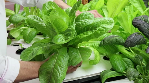 Chef's hands picking fresh vegetables that he grows in his own restaurant. Stock Footage 220555869
