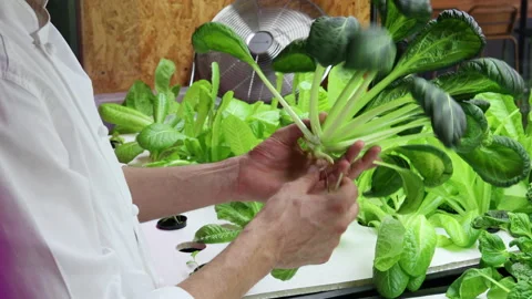 Chef's hands picking fresh vegetables that he grows in his own restaurant Video stock 220557790