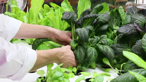 Chef's hands picking up scissors to collect fresh vegetables Stock Footage 220557162