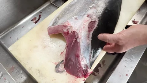 Chef's Hands Press and Trim a Red Tuna Fillet (Meji Bluefin Tuna), Japan Food Stock Footage 339267892