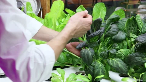 Chef's hands removing spoiled leaves from the vegetables in his restaurant Stock Footage 220556520