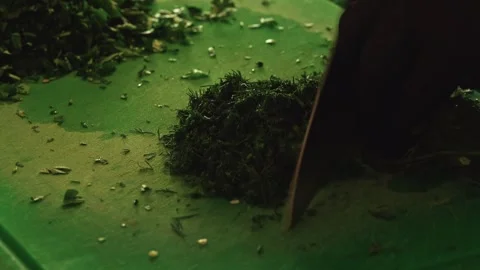 Chef's Precision: Finely Chopping Fresh Dill – Close-Up of Culinary Skill Stock Footage 288690911