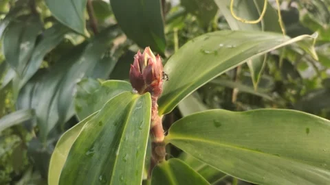 Cheilocostus speciosus or Ginger Krep Stock Footage 302532925