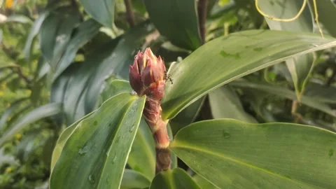 Cheilocostus speciosus or Ginger Krep Stock Footage 302532926