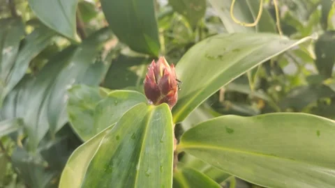 Cheilocostus speciosus or Ginger Krep Stock Footage 302532929