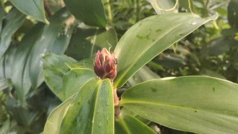 Cheilocostus speciosus or Ginger Krep Stock Footage 302532930