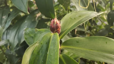 Cheilocostus speciosus or Ginger Krep Stock Footage 302532939
