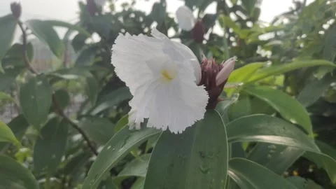 Cheilocostus speciosus or Ginger Krep Stock Footage 302532946