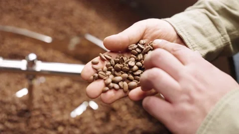 Cheking and sorting out coffee beans slow motion Video stock 171420026