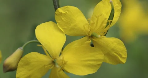 Chelidonium majus, close-up 4K Stock Footage 244395267