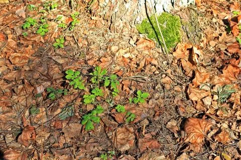 Chelidonium in the spring forest Stock Photos
