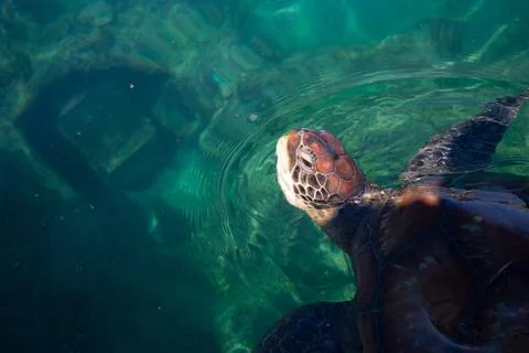 Chelonia mydas turtle peaking out of the water at the Klonia museum on Runion Stock Photos