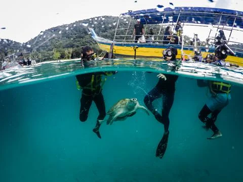 Chelonia Mydas Turtle Stock Photos