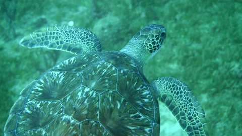 Chelonioidea Sea Turtle Flying Over Plants In Ocean - Oranjestad, Sint Eustatius Stock Footage 234090021