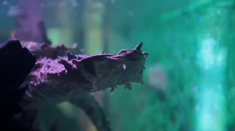 Chelydridae  Turtle in aquarium Stock Footage 50367095