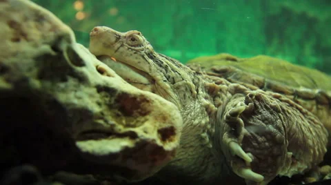Chelydridae  Turtle head above water Stock Footage 50373548