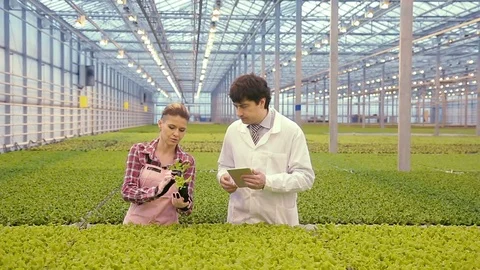 Chemic workers Find out situation with safety of vegetable products. Pick up Stock Footage