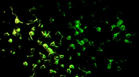 Chemical coloured particles background Stock Footage 39741032