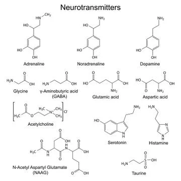 Chemical formulas of basic neurotransmitters Ilustración de archivo