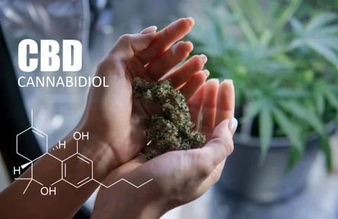 Chemical formulas of elements THC CBD in marijuana medical strains Stock Photos