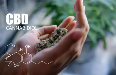Chemical formulas of elements THC CBD in marijuana medical strains Stock Photos